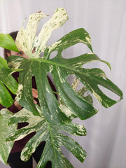 Monstera Mint Adult