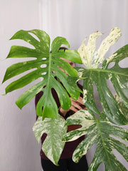 Monstera Mint Adult