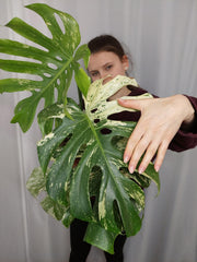 Monstera Mint Adult