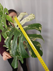 Monstera Mint Adult