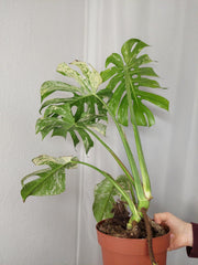 Monstera Mint Adult