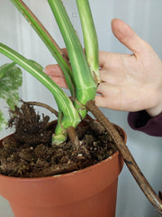 Monstera Mint Adult