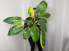 Philodendron Green Congo Variegata groß