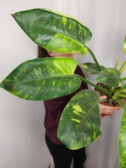Philodendron Green Congo Variegata groß