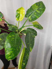 Philodendron Green Congo Variegata groß
