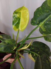 Philodendron Green Congo Variegata groß