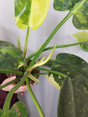 Philodendron Green Congo Variegata groß