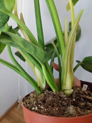 Philodendron Green Congo Variegata groß