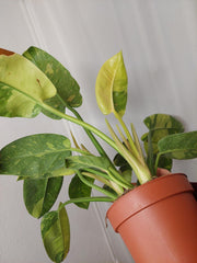 Philodendron Green Congo Variegata groß