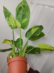 Philodendron Green Congo Variegata groß