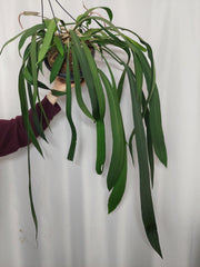 Anthurium Vittarifolium Groß