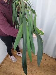 Anthurium Vittarifolium Groß