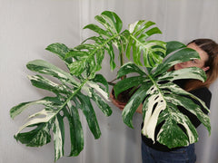 Monstera Variegata Adult