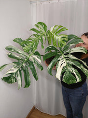 Monstera Variegata Adult