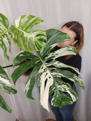 Monstera Variegata Adult