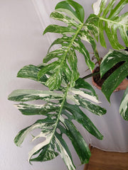 Monstera Variegata Adult