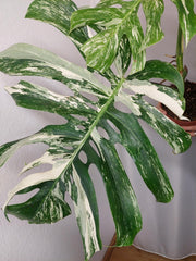 Monstera Variegata Adult