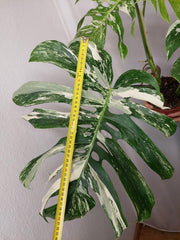 Monstera Variegata Adult