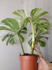 Monstera Variegata Adult