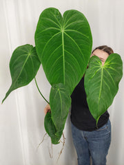 Anthurium Warocqueanum x Waterburyanum