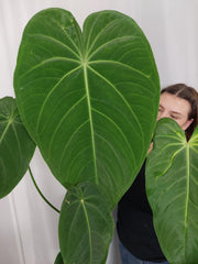 Anthurium Warocqueanum x Waterburyanum