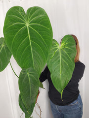 Anthurium Warocqueanum x Waterburyanum
