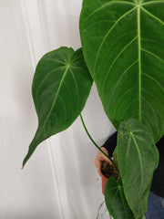 Anthurium Warocqueanum x Waterburyanum