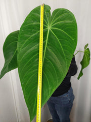 Anthurium Warocqueanum x Waterburyanum