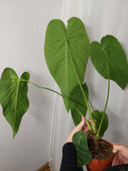 Anthurium Warocqueanum x Waterburyanum