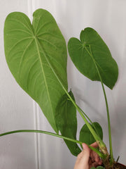 Anthurium Warocqueanum x Waterburyanum