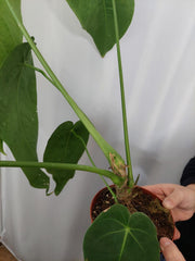 Anthurium Warocqueanum x Waterburyanum