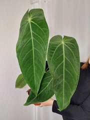 Anthurium Warocqueanum x Waterburyanum