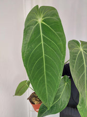 Anthurium Warocqueanum x Waterburyanum