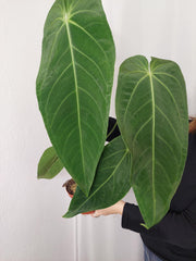 Anthurium Warocqueanum x Waterburyanum