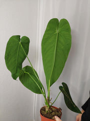 Anthurium Warocqueanum x Waterburyanum