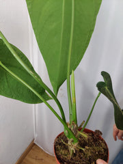 Anthurium Warocqueanum x Waterburyanum