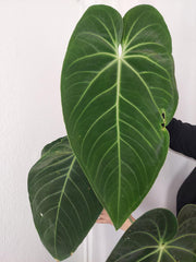 Anthurium Warocqueanum x Waterburyanum