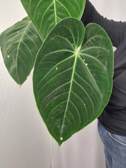 Anthurium Warocqueanum x Waterburyanum