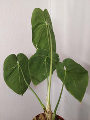 Anthurium Warocqueanum x Waterburyanum