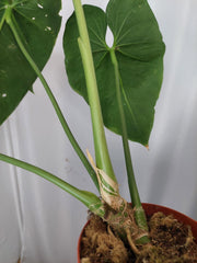 Anthurium Warocqueanum x Waterburyanum
