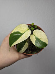 Monstera Jungle Mint