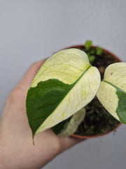 Monstera Jungle Mint