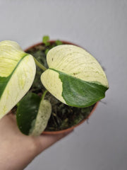 Monstera Jungle Mint
