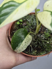 Monstera Jungle Mint
