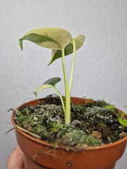 Monstera Jungle Mint