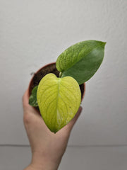 Monstera Jungle Mint