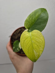 Monstera Jungle Mint