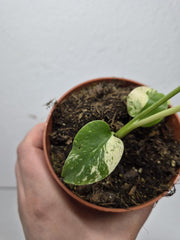 Monstera Jungle Mint