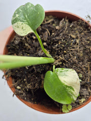 Monstera Jungle Mint