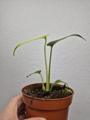 Monstera Jungle Mint